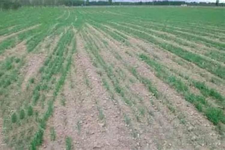 中国耕地为什么缺钾么？将秸秆还土能缓解缺钾现状么？