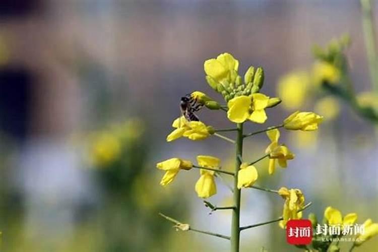 油菜施什么肥好