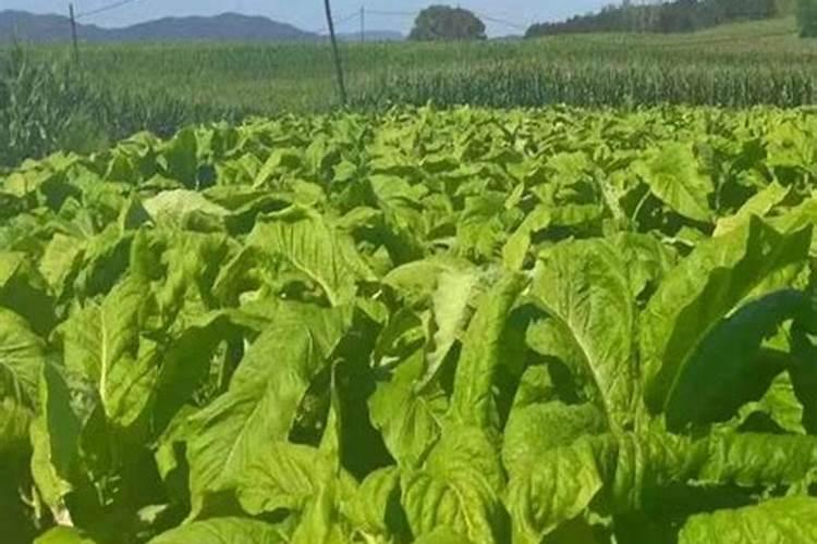 烟草施硫酸钾最佳时间 使用方法有哪些