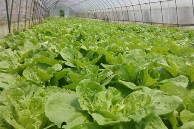 白菜施肥时间和方法