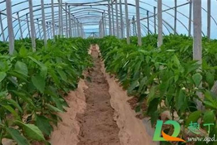 梨树花后需要补钙吗？