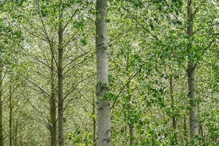 榴莲籽怎么种植方法