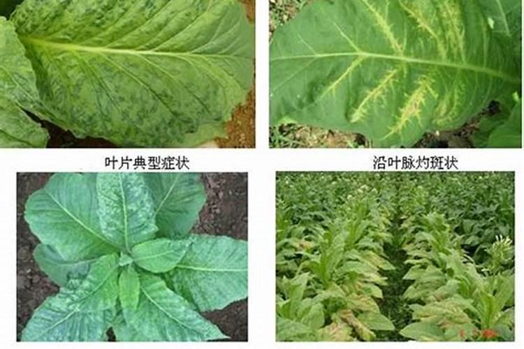 只长叶不开花缺什么肥,种花草用什么土和肥料