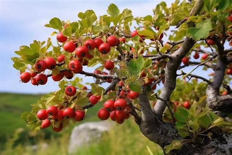 尿液可以做肥料吗