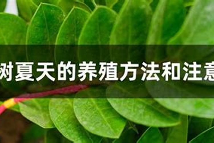 玉米叶面肥几个叶打最好？