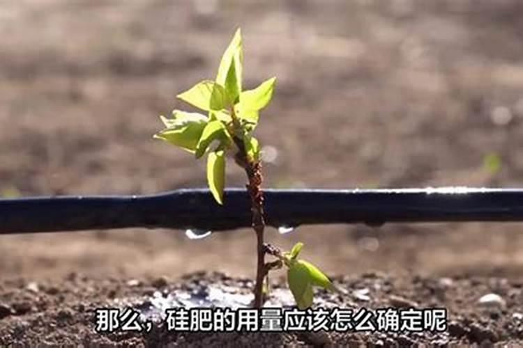 花生米埋土可做肥料吗 花生米埋土能做肥料吗