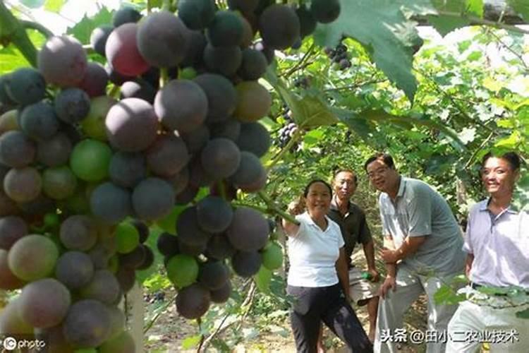 葡萄叶面肥用那种好