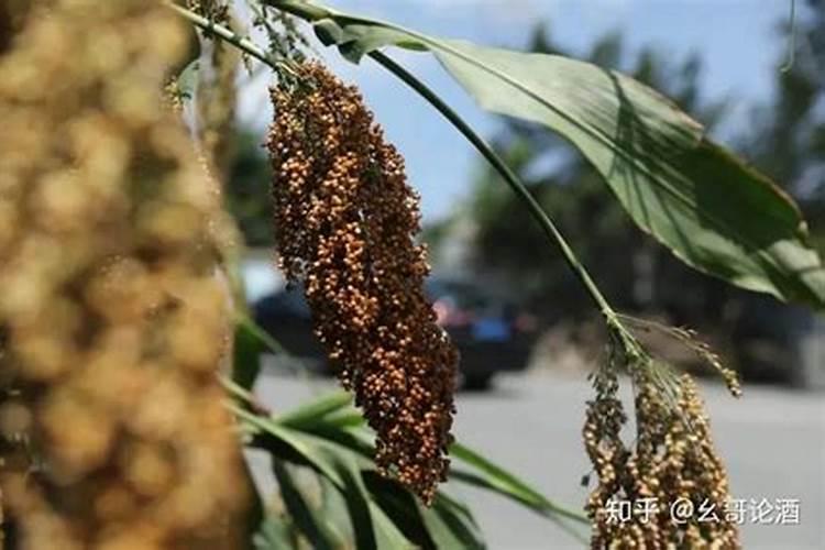 硼肥有膨果作用吗 硼肥是什么肥料