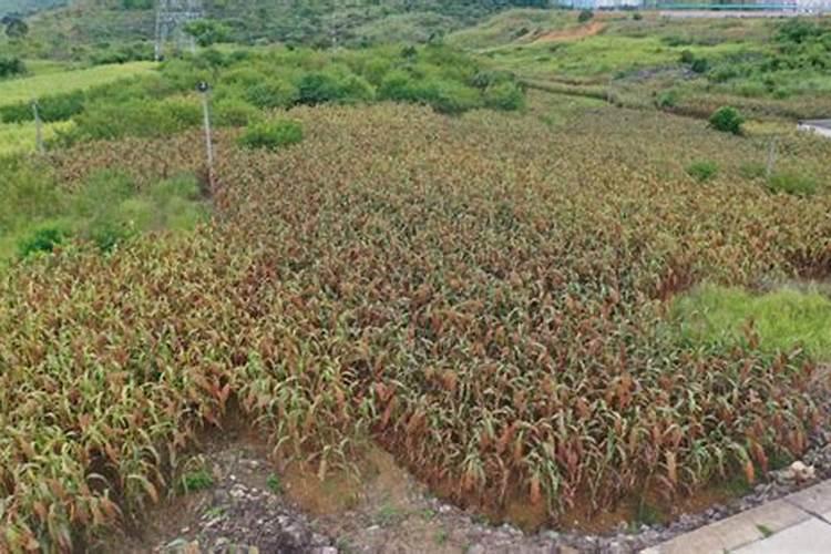 芸苔素拌高粱种用量？