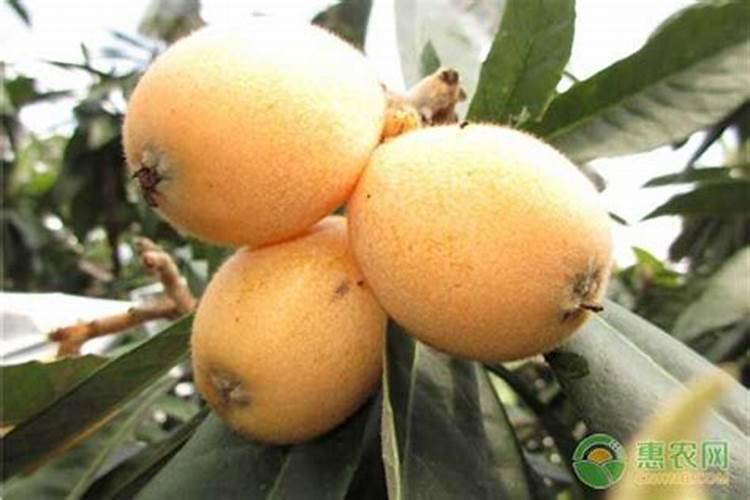 枇杷树如何施肥