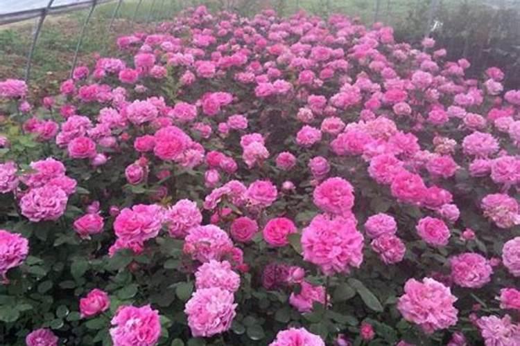 工业辣椒为什么绝对不能吃