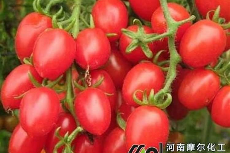 有机肥料制作为什么要加入红糖