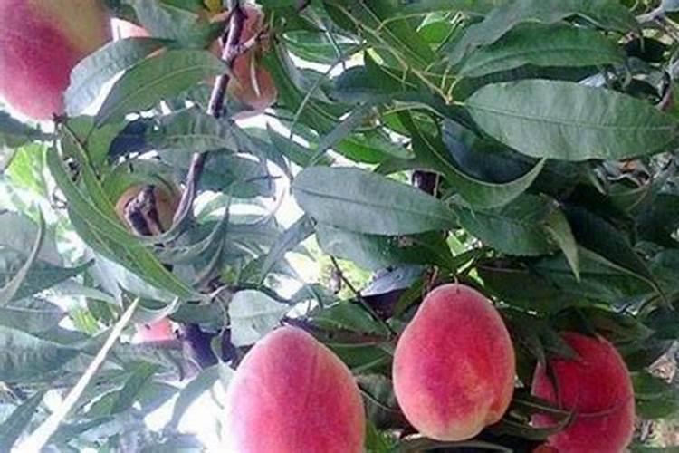 促花芽分化特效药