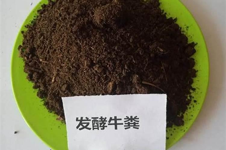 蒲公英叶子怎么吃好吃