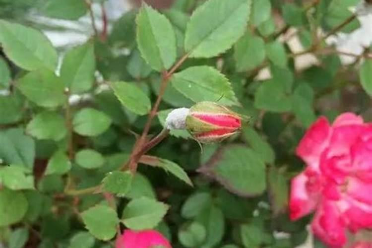 月季花起白粉是什么原因