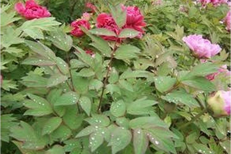 红薯控旺高产打什么药