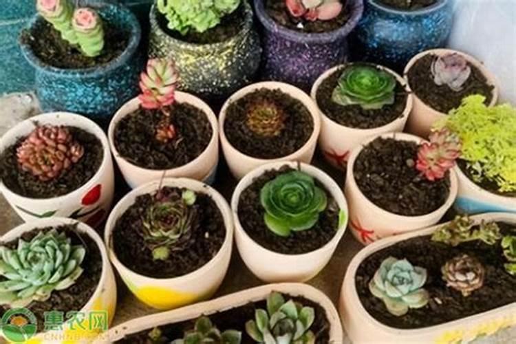 用过的油桶里面加水可以浇花吗？