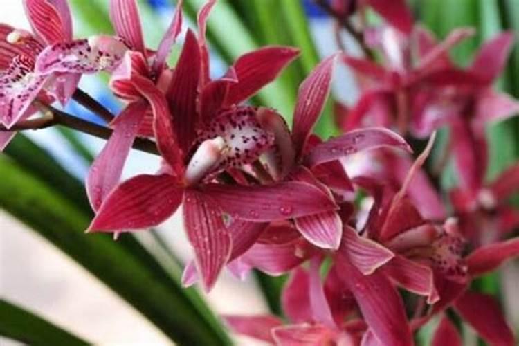 种胡萝卜最忌三种肥料