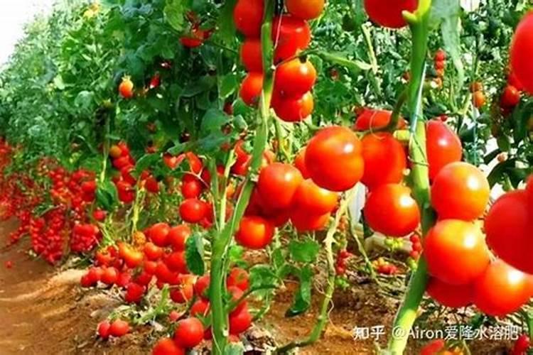 桔子树开花时怎样施肥保果