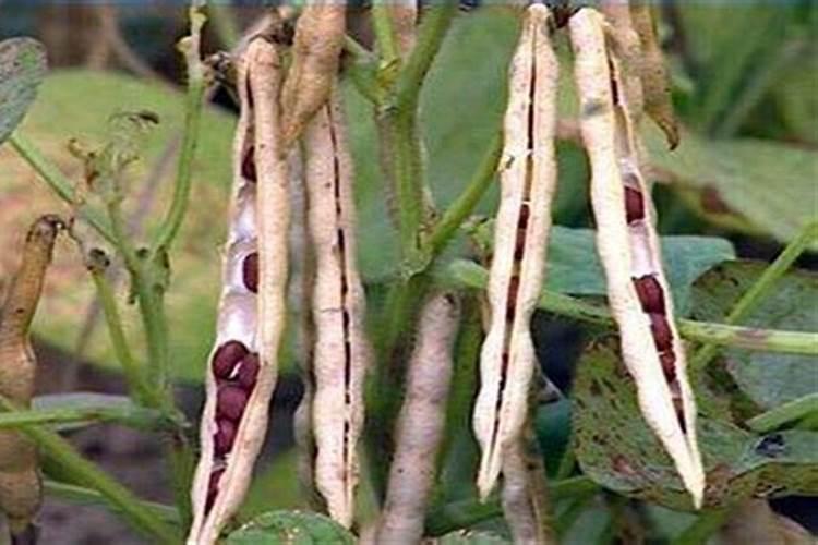 桔子树如何施肥