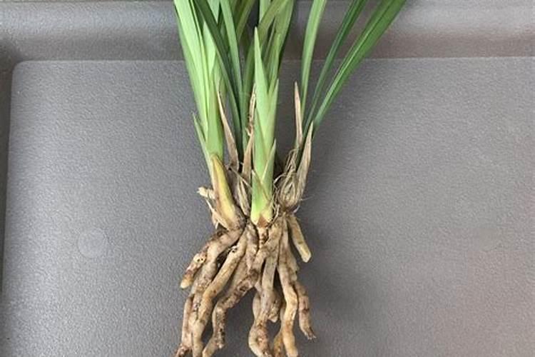 兰花刚上盆可以施肥吗
