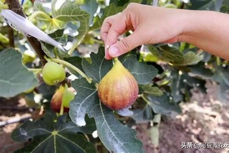 盆栽无花果施什么肥最好