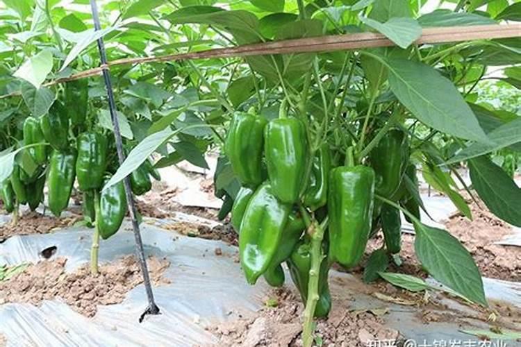 西瓜在挂果期需不需要下肥？