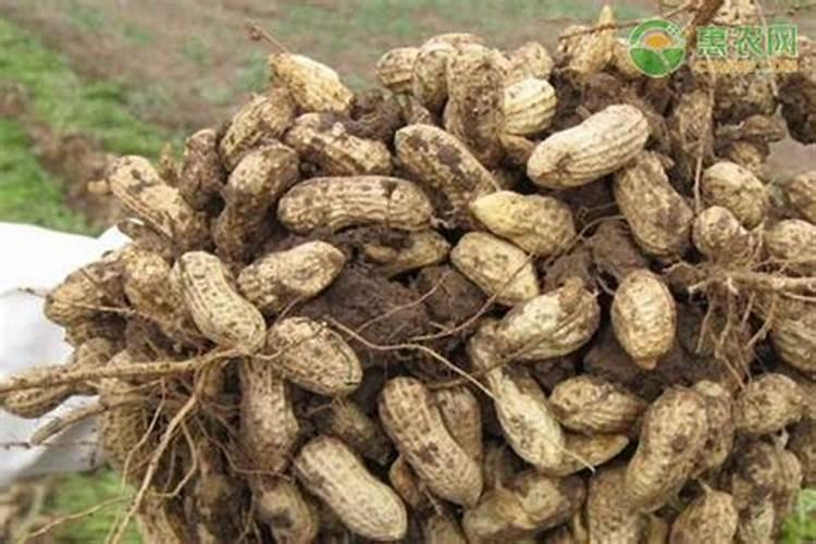 花草叶面肥多久喷一次 “植物叶面肥喷洒频率”