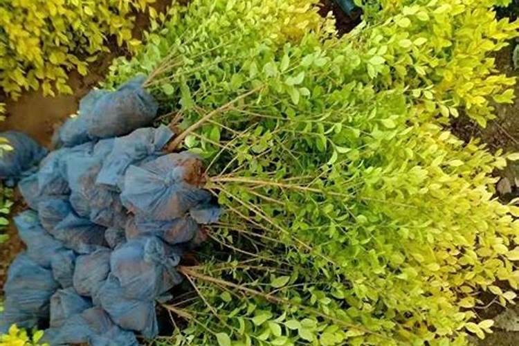 镁肥和硼肥那个使党参增产多