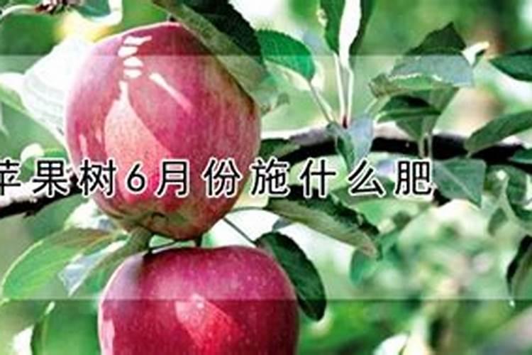 苹果谢花后应该如何施肥？有哪些注意事项吗？