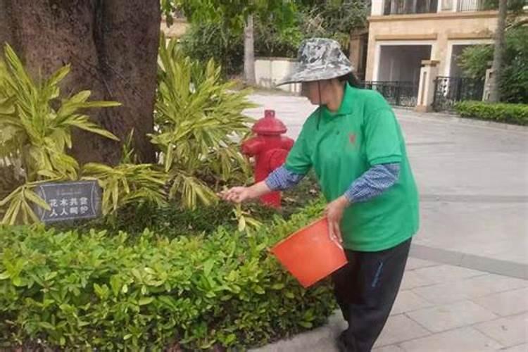 丹桂怎么养才长得好