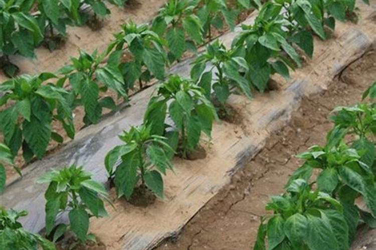 种植辣椒应该用什么叶面肥？老农是如何操作的？