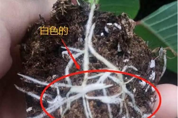 叶面肥哪个好