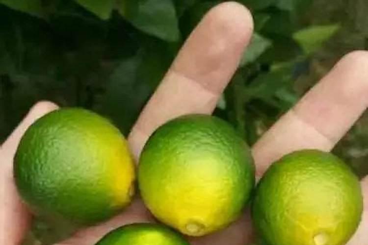 农民给农作物喷农药的设备叫什么名字？