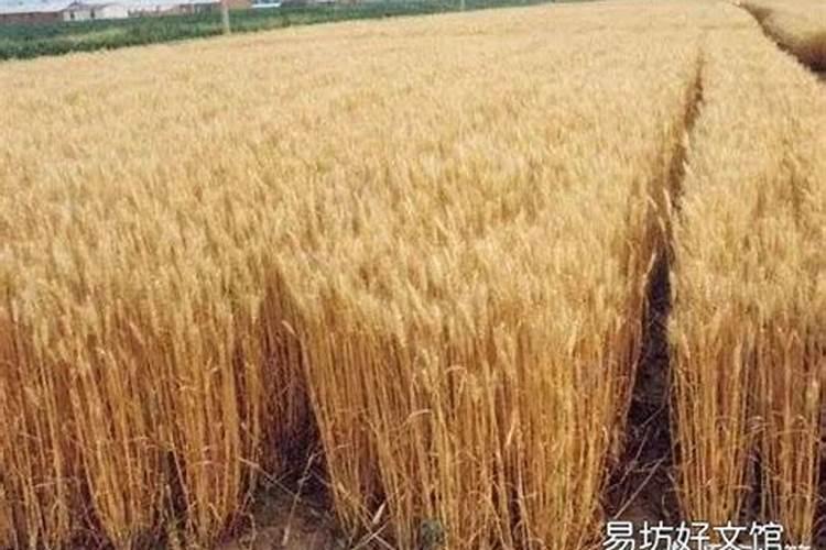 家庭盆栽水莲怎么养 家庭盆栽水莲养殖方法介绍