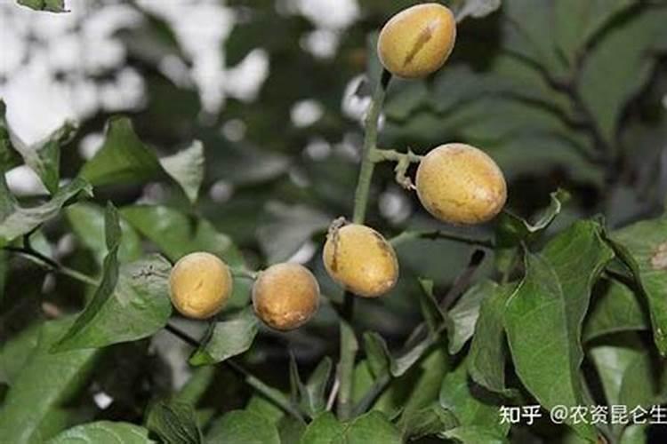 黄皮只开花不结果,应该怎么改善呢？