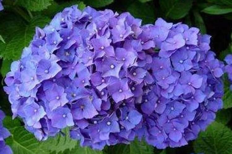 怎么能养好绣球花阳台哦？