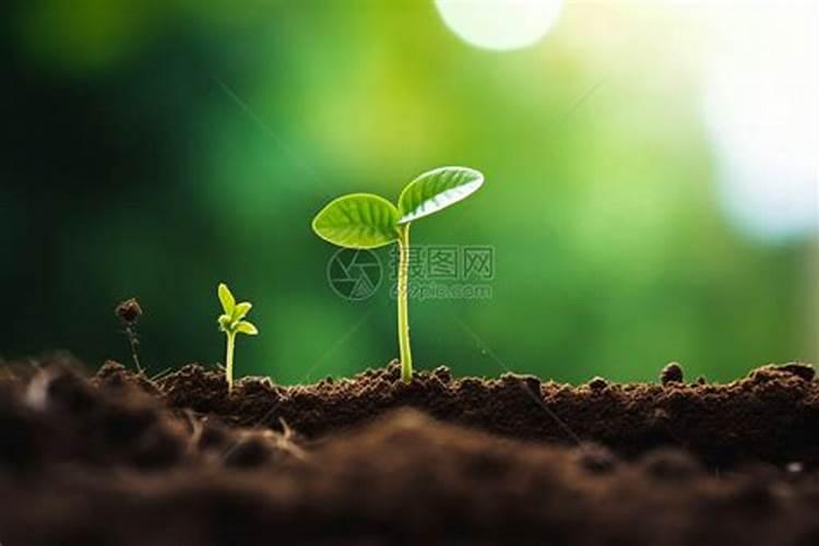 磷肥钾肥氮肥对植物有什么作用