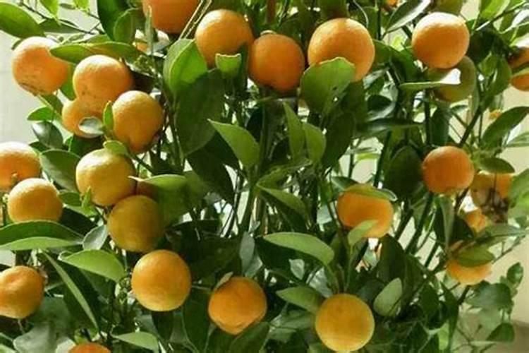 哪些鱼的蛋白质含量高