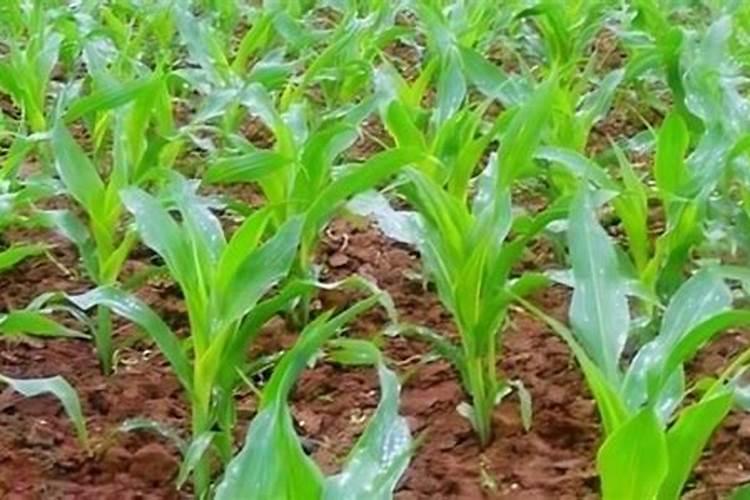 20亩红薯利润多少