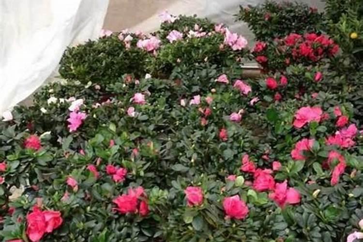 油麦菜什么时候施肥合适？追肥用昆仑风什么时候合适