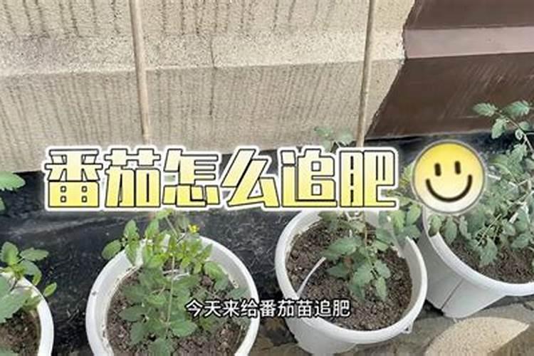 西红柿第一次冲平衡肥一亩地冲多少？
