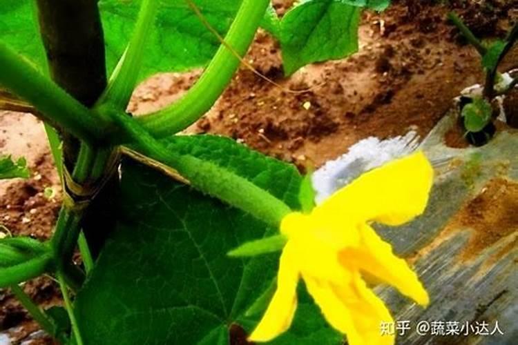 黄瓜结果了还要施肥吗 黄瓜结果期需要追什么肥