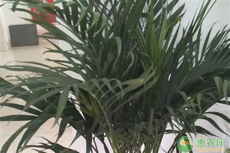 种番薯一亩地放多少斤钾肥