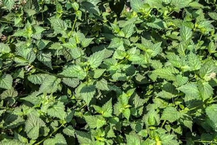 发财树多少天打一次叶面肥