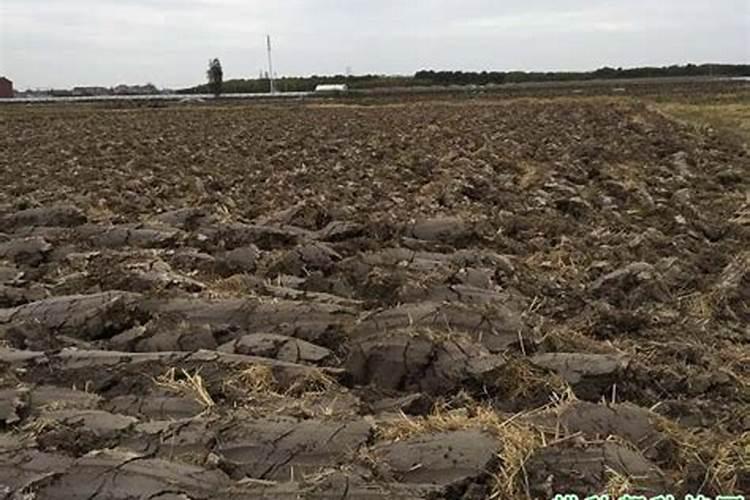 甜瓜立枯病用什么最好