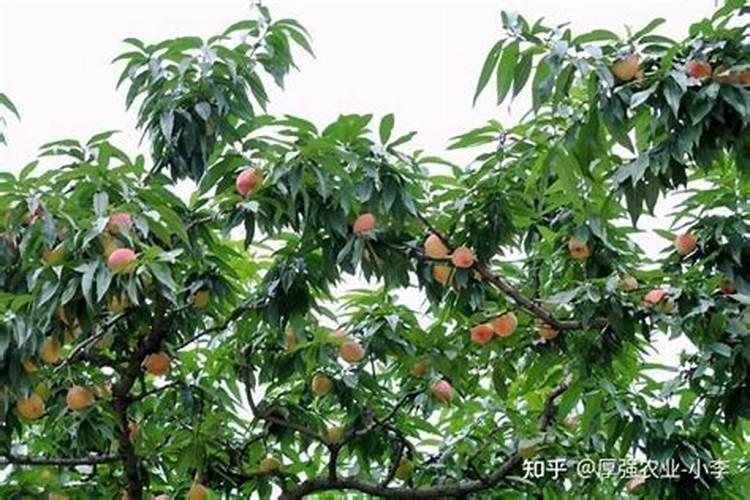 黄桃施肥最佳时间施什么肥料好