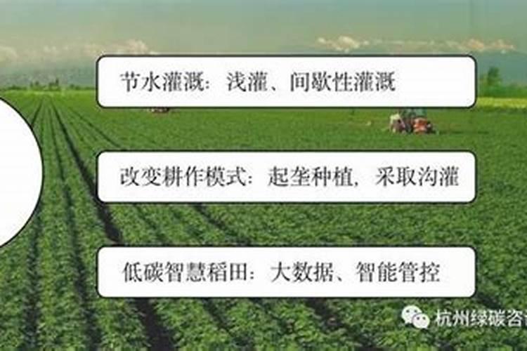 黄桃树什么时候施肥最好