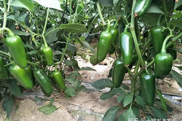 哪种叶面用的钙肥吸收好