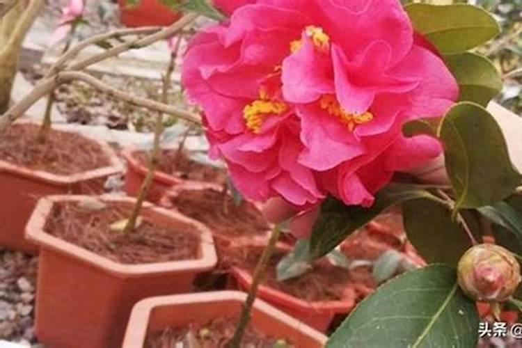 茶花施什么肥料最好